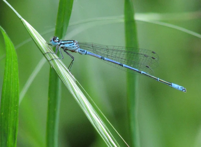 Coenagrion puella - azúrkék légivadász