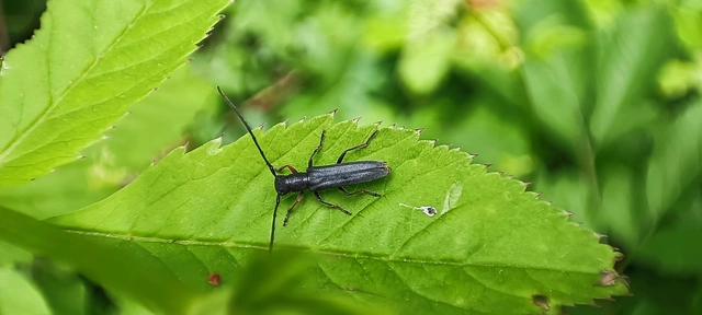 Phytoecia cylindrica - medvelapucincér