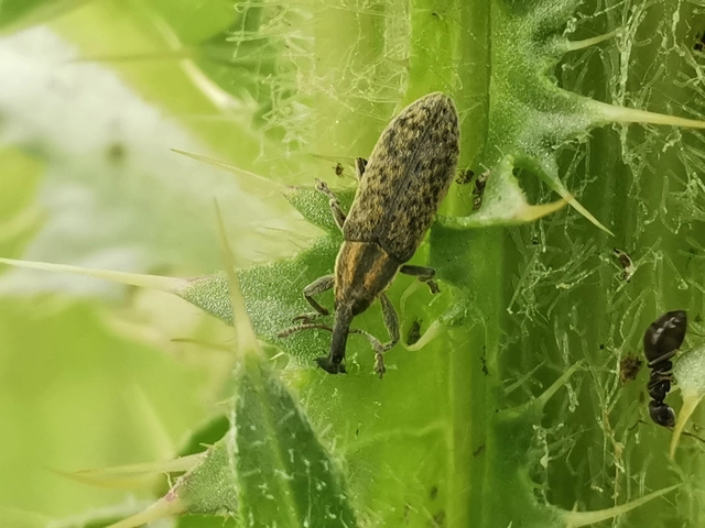Lixus cardui/filiformis