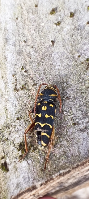 Plagionotus arcuatus - bársonyos darázscincér