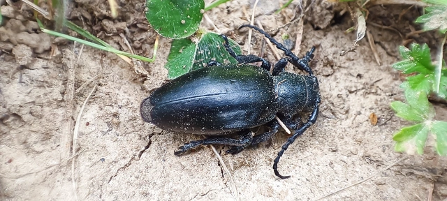 Dorcadion aethiops - fekete gyalogcincér