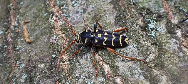 Plagionotus arcuatus - bársonyos darázscincér