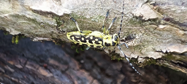 Saperda scalaris - létracincér
