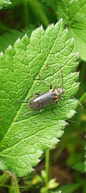 Cortodera humeralis - négyfoltos cserjecincér