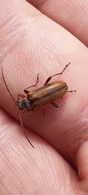Cortodera humeralis - négyfoltos cserjecincér