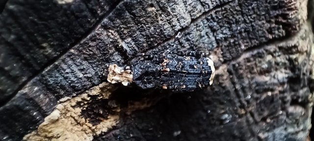 Platyrhinus resinosus - nagy orrosbogár