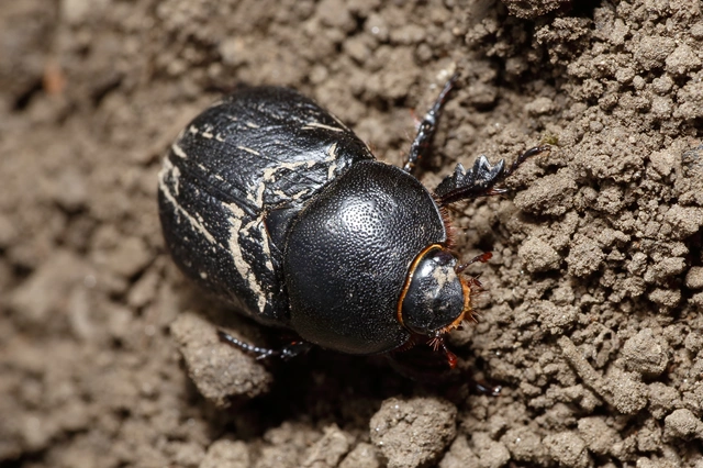 Pentodon idiota - butabogár