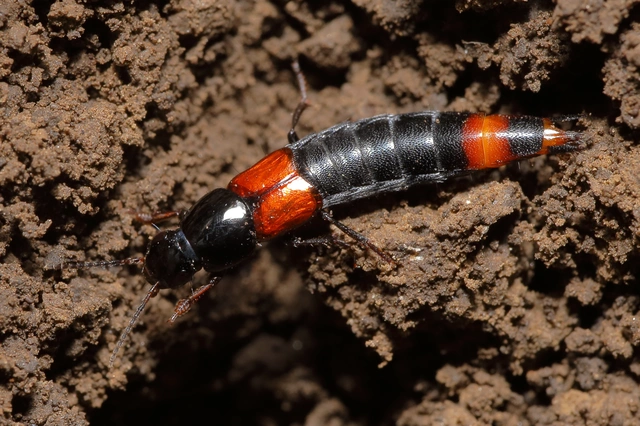 Astrapaeus ulmi - pirosöves mohaholyva