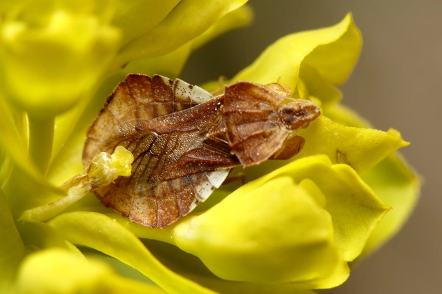 Phymata crassipes - fogólábú poloska