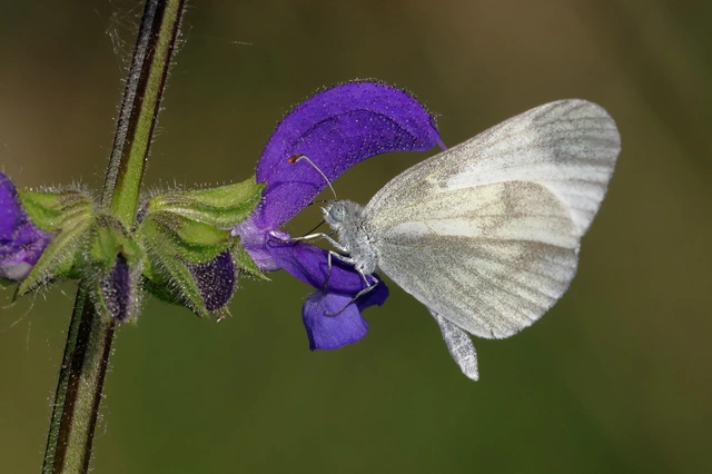 Leptidea sinapis - mustárlepke