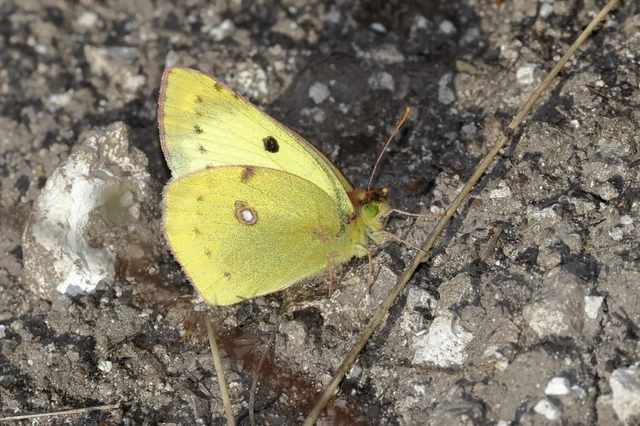 Colias hyale - kéneslepke