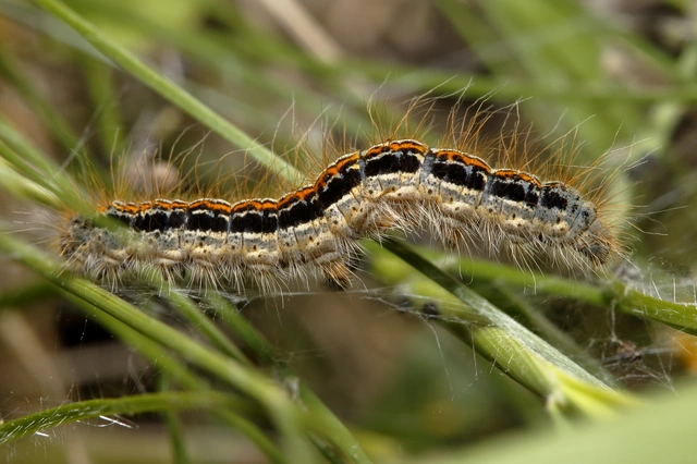 Malacosoma castrensis - kutyatejszövő
