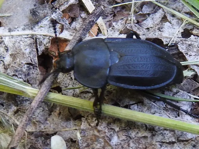 Silpha obscura - közönséges dögbogár