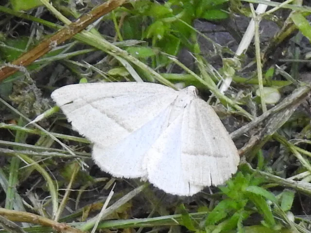 Petrophora chlorosata - páfrányaraszoló