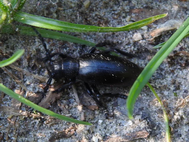 Dorcadion aethiops - fekete gyalogcincér