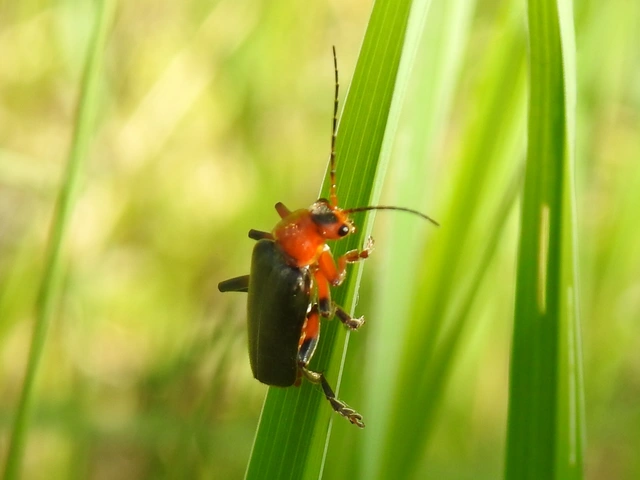 Cantharis livida - mezei lágybogár