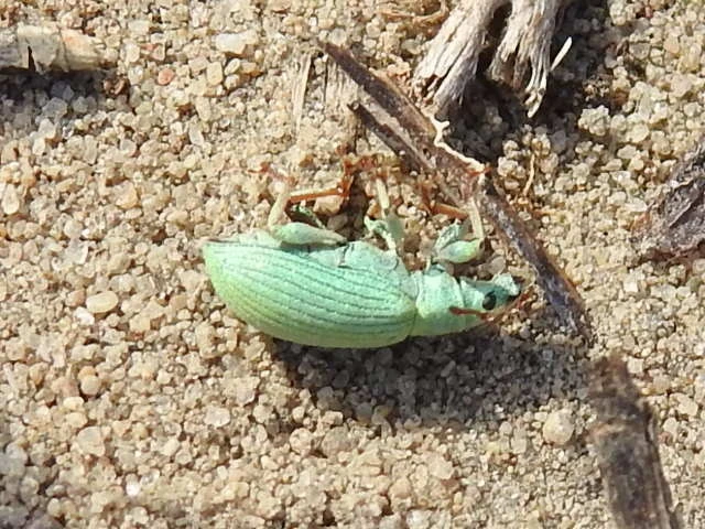 Phyllobius virideaeris - halványzöld levélormányos