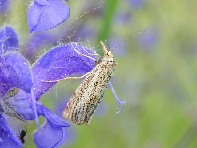 Thisanotia chrysonuchella - tavaszi fűgyökérmoly