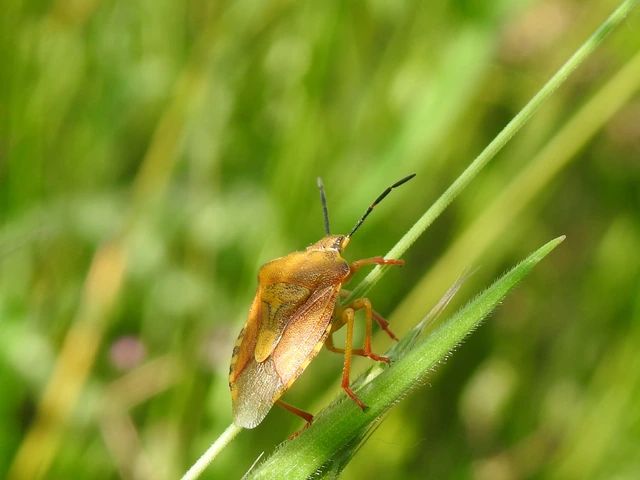 Carpocoris Carpocoris