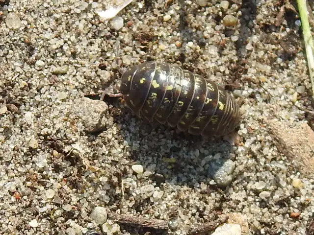 Isopoda - Ászkarákok