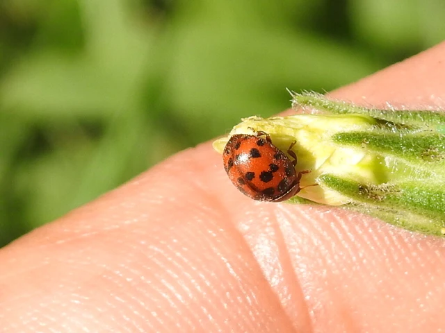 Subcoccinella vigintiquatuorpunctata - lucernaböde
