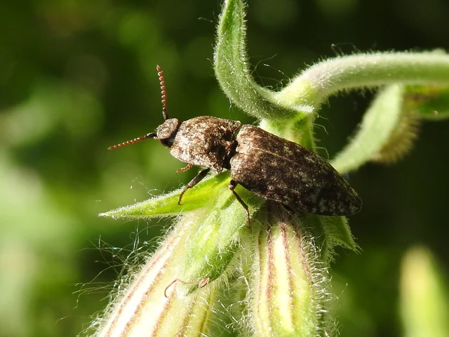 Agrypnus murinus - egérszínű pikkelyespattanó