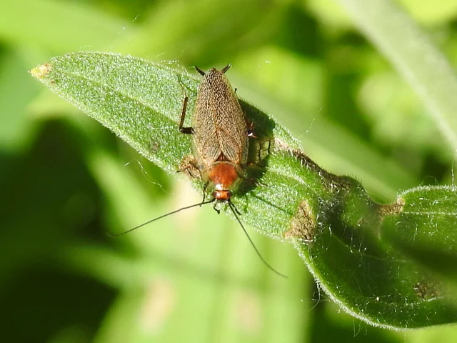 Blattodea - Csótányok