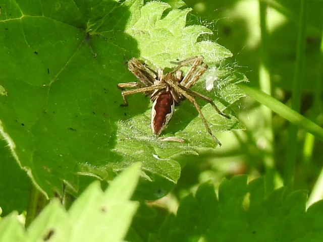 Pisaura mirabilis - csodáspók