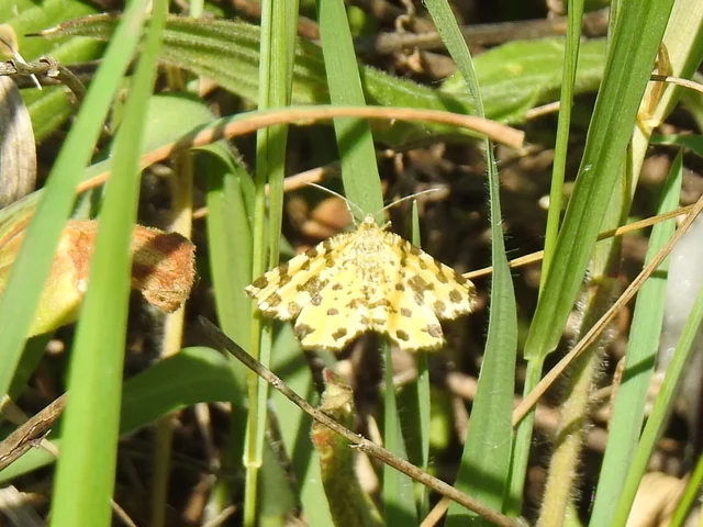 Pseudopanthera macularia - párducfoltos araszoló