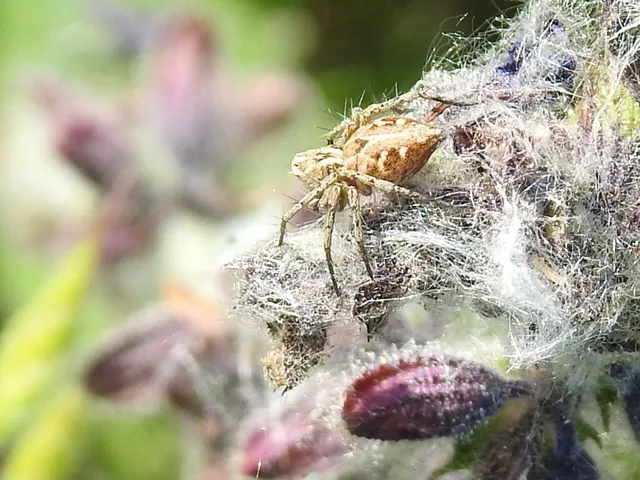 Oxyopes ramosus