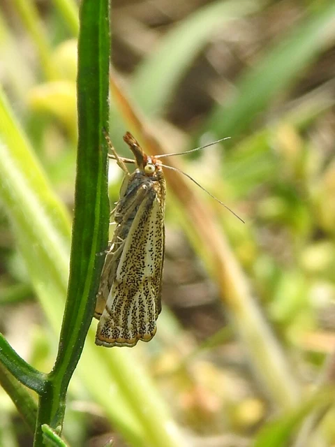 Thisanotia chrysonuchella - tavaszi fűgyökérmoly