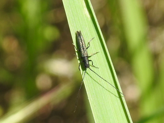Theophilea subcylindricollis - hengeres szalmacincér Theophilea subcylindricollis - hengeres szalmacincér