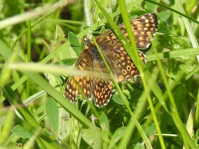 Melitaea cinxia - réti tarkalepke