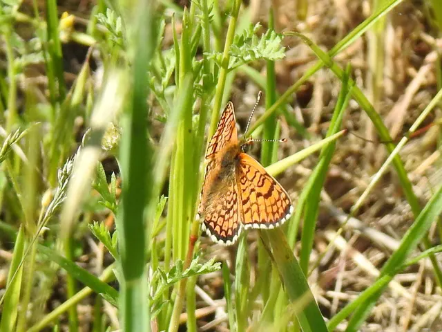 Melitaea cinxia - réti tarkalepke