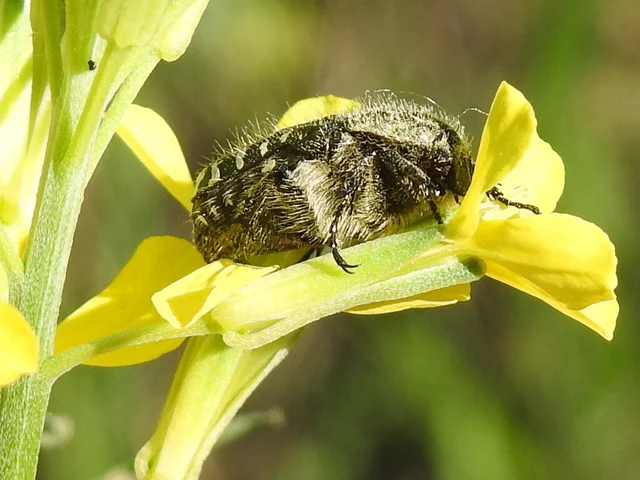 Oxythyrea funesta - sokpettyes virágbogár