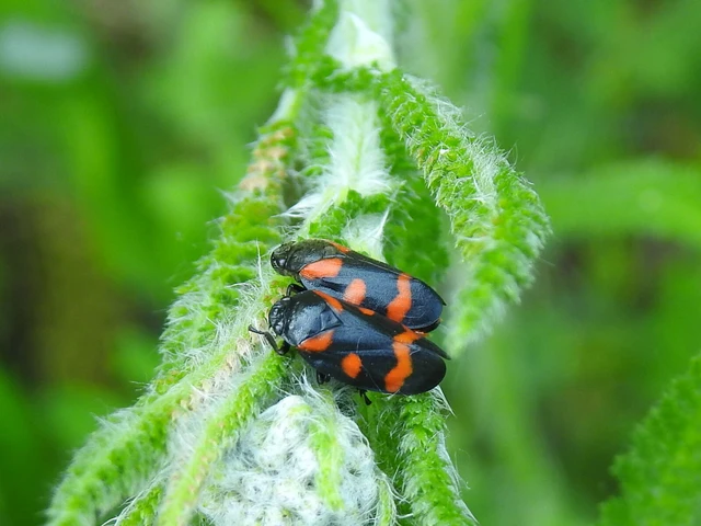 Cercopis arcuata/sanguinolenta