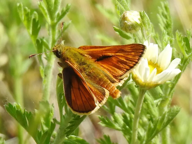 Ochlodes sylvanus - erdei busalepke