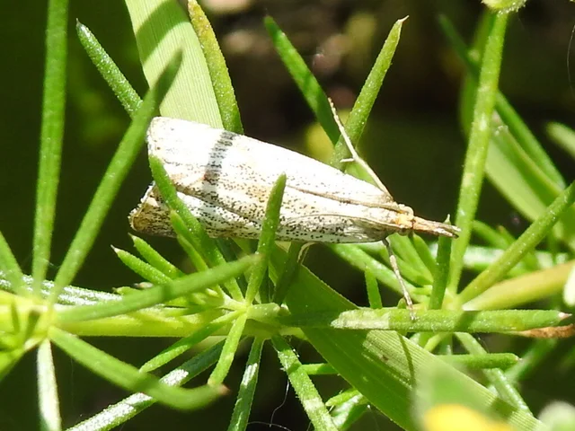 Thisanotia chrysonuchella - tavaszi fűgyökérmoly