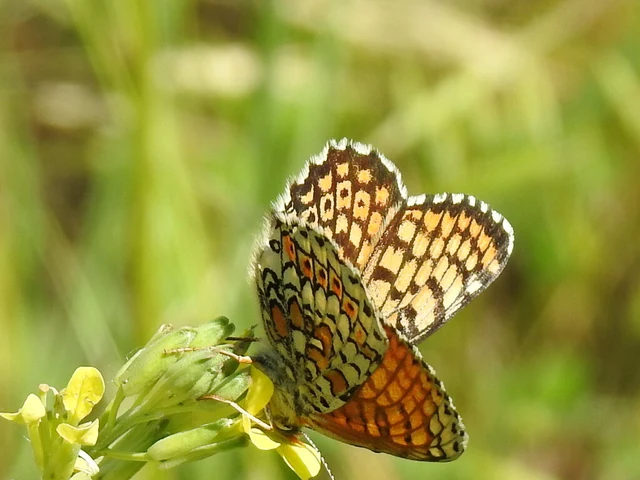 Melitaea cinxia - réti tarkalepke
