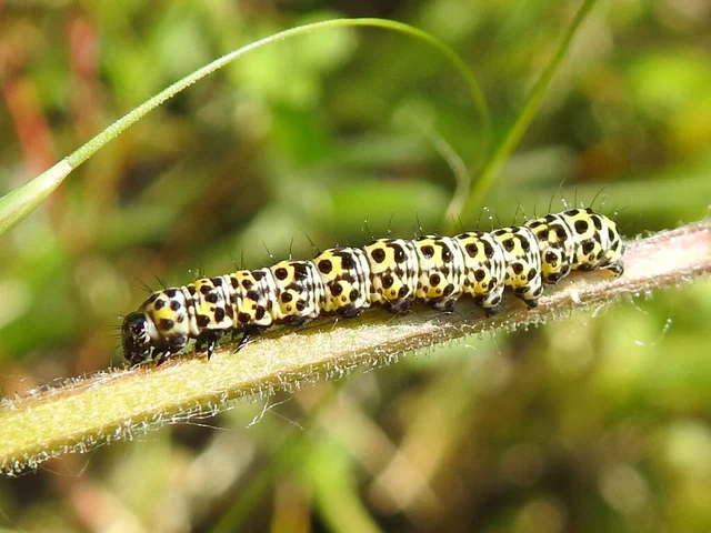 Shargacucullia