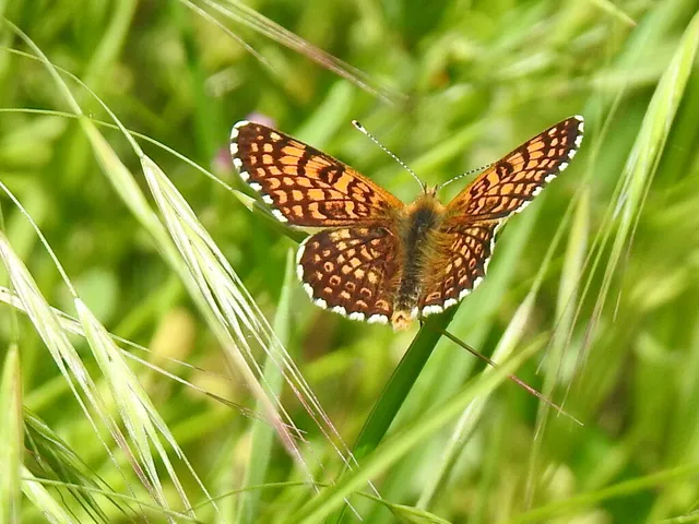 Melitaea cinxia - réti tarkalepke