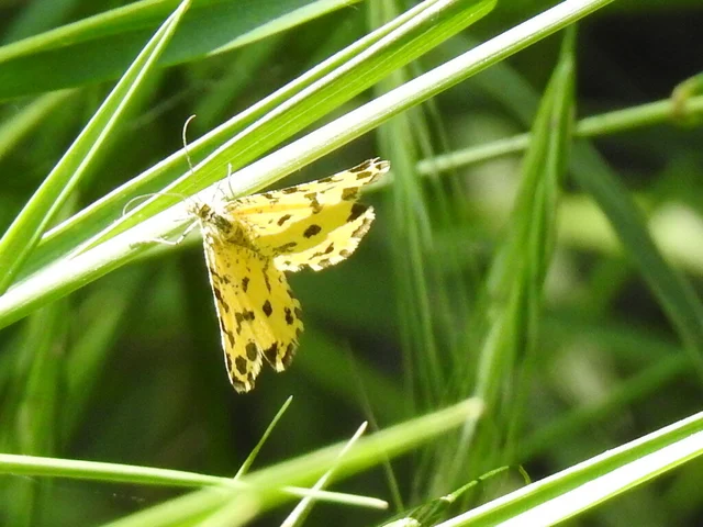 Pseudopanthera macularia - párducfoltos araszoló