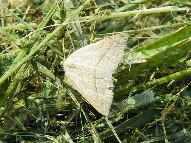 Petrophora chlorosata - páfrányaraszoló
