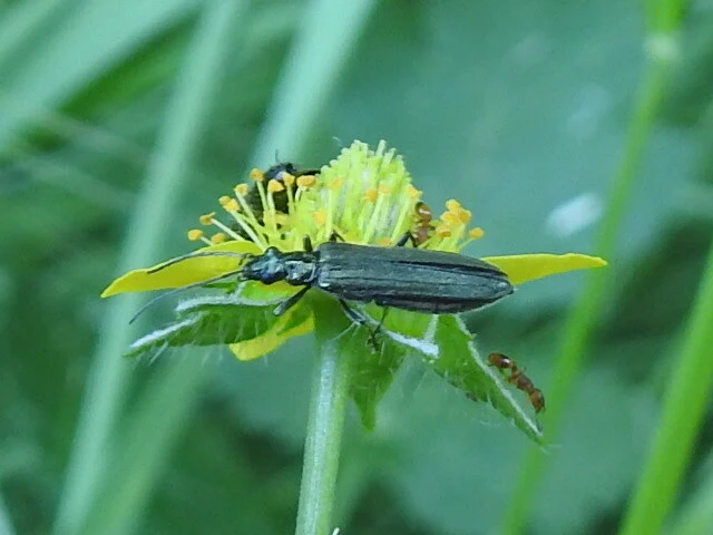 Oedemera