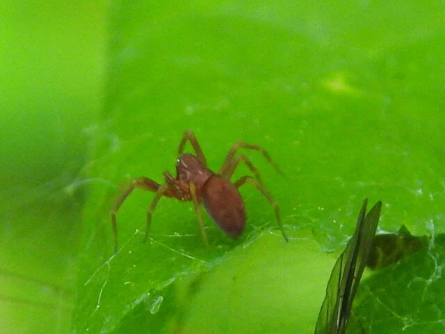 Nigma flavescens - vöröslő hamvaspók