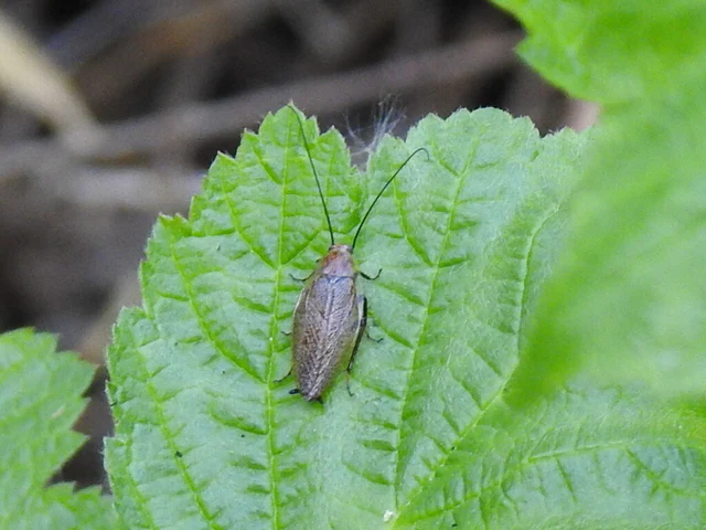 Blattodea - Csótányok