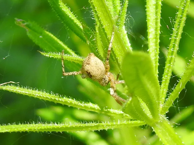 Anyphaena accentuata - jegyespók