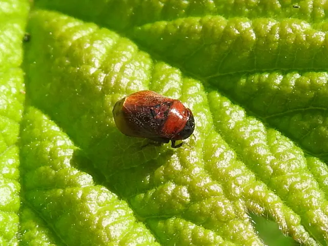 Penthimia nigra - fekete kabóca Penthimia nigra - fekete kabóca