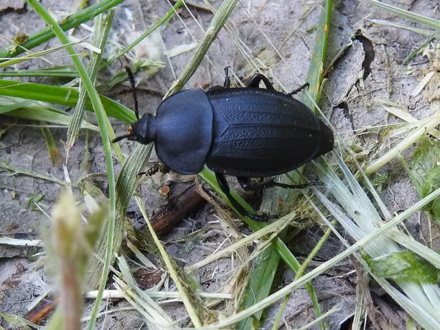 Silpha obscura - közönséges dögbogár