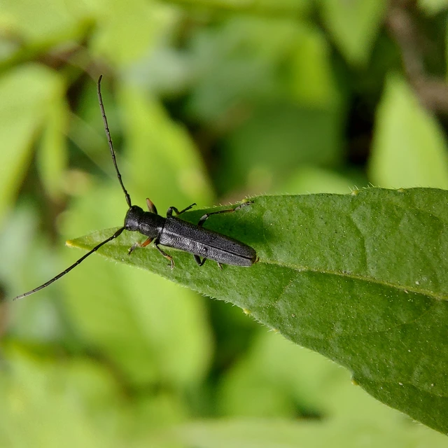 Phytoecia cylindrica - medvelapucincér